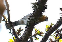 Madeira Chaffinch