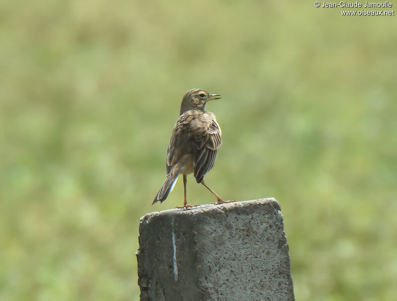 Pipit de Richardadulte