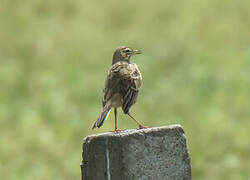 Richard's Pipit