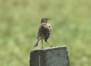 Pipit de Richard