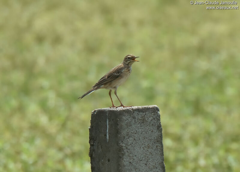 Richard's Pipitadult, song