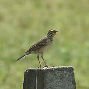 Richard's Pipit