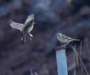 Pipit farlouse