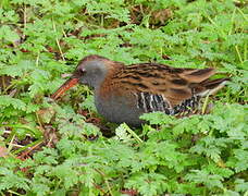 Water Rail