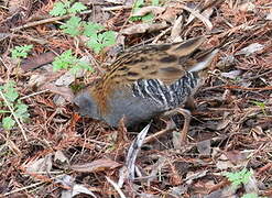 Water Rail