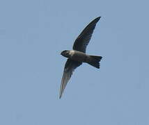 Himalayan Swiftlet