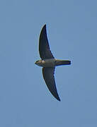 Himalayan Swiftlet