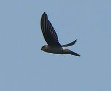 Himalayan Swiftlet