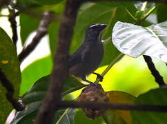 Cinnamon-bellied Saltator