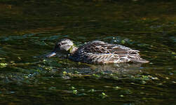 Sarcelle à ailes vertes