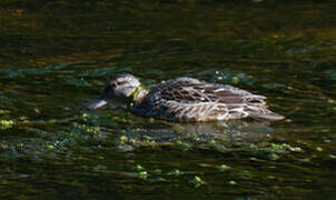 Green-winged Teal