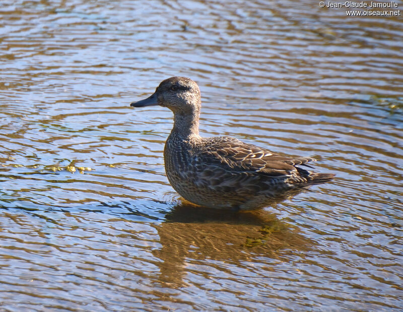 Green-winged Teal female adult