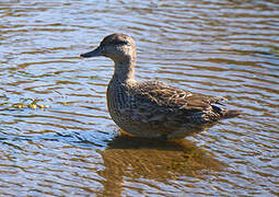 Green-winged Teal