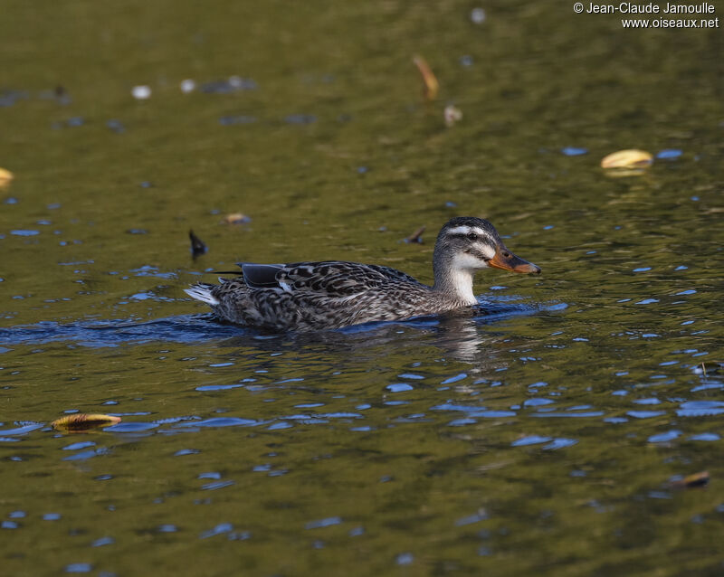 Garganey female adult