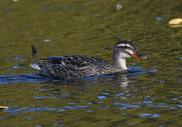 Garganey