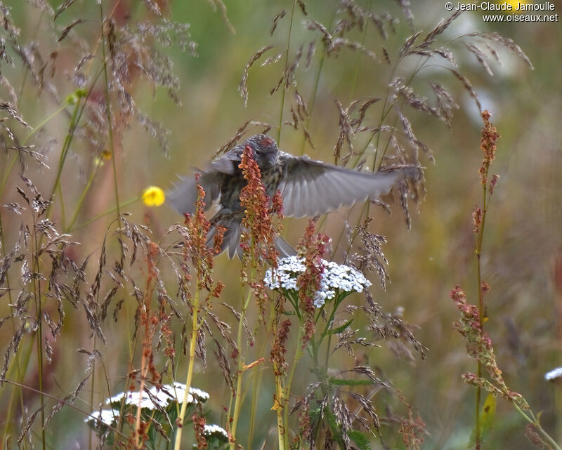 Arctic Redpollsubadult, Flight, eats