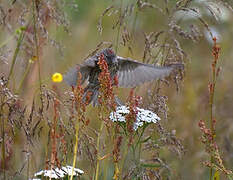 Arctic Redpoll