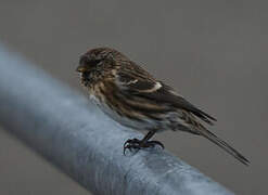 Common Redpoll