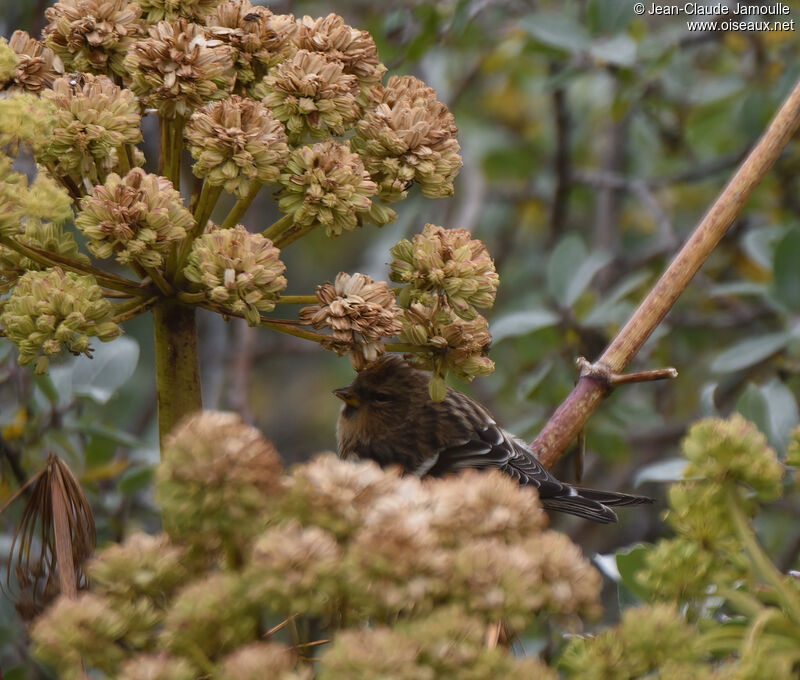 Redpoll female