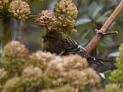 Common Redpoll