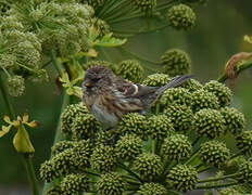 Common Redpoll