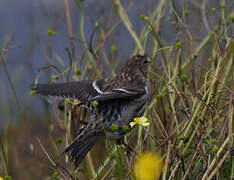 Common Redpoll