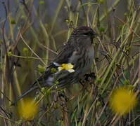 Common Redpoll