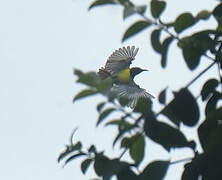 Purple-rumped Sunbird