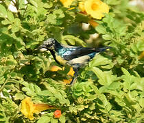 Purple Sunbird