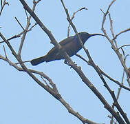 Loten's Sunbird