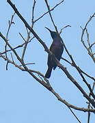 Loten's Sunbird