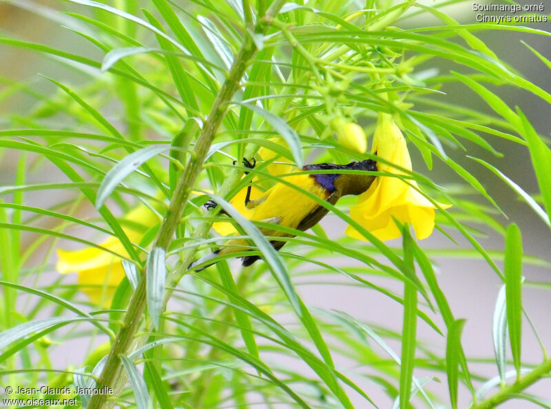 Ornate Sunbird male, feeding habits