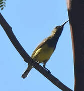 Ornate Sunbird