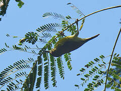 Ornate Sunbird