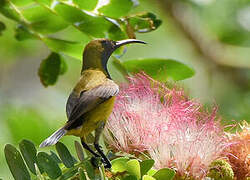Ornate Sunbird