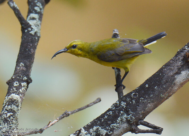 Ornate Sunbird female adult, identification