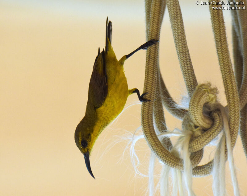 Ornate Sunbird female adult, Reproduction-nesting, Behaviour
