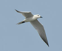 Gull-billed Tern