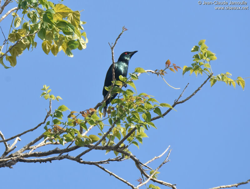 Asian Glossy Starling