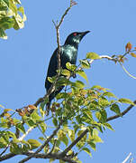 Asian Glossy Starling