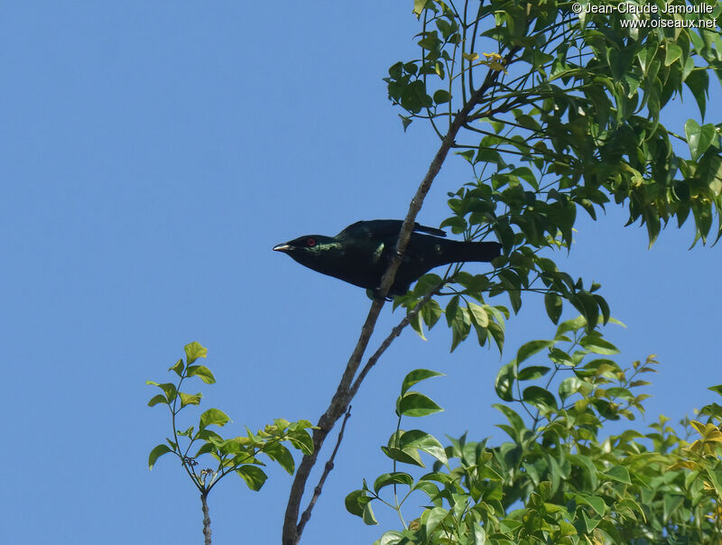 Asian Glossy Starling