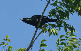 Asian Glossy Starling