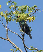 Asian Glossy Starling