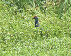 Grey-headed Swamphen