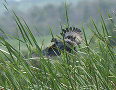 Grey-headed Swamphen