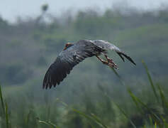 Grey-headed Swamphen