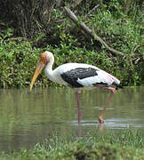 Painted Stork