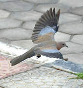 Laughing Dove