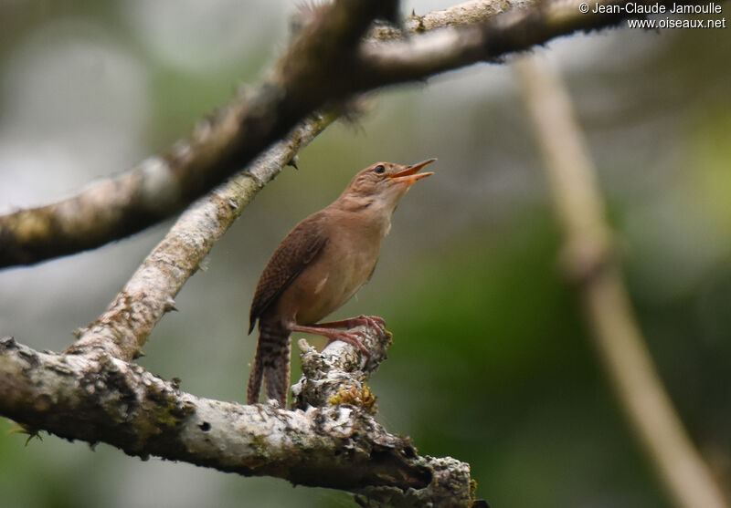 Southern House Wren