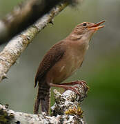 Southern House Wren